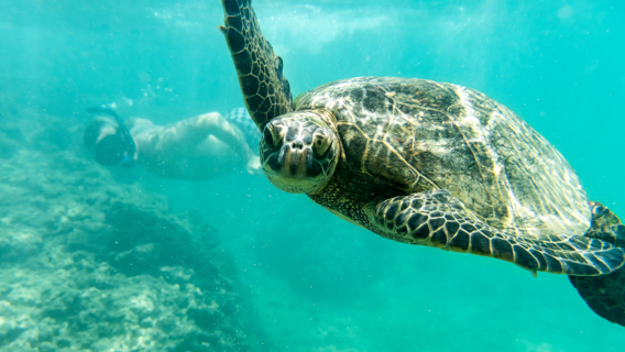 Oahu Guy Swimming With A Turtle