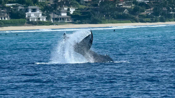 Oahu Marvel At Hawaiis Humpback Whales Aboard The Majestic Oahu Atlantis Adventures