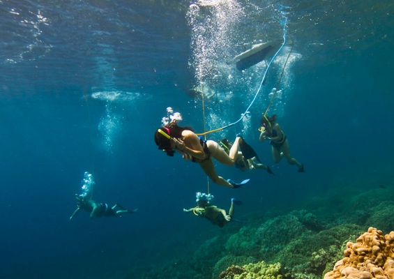 Deluxe Kona Snorkeling Tour And Dolphin Watch Snorkel Reef Tour