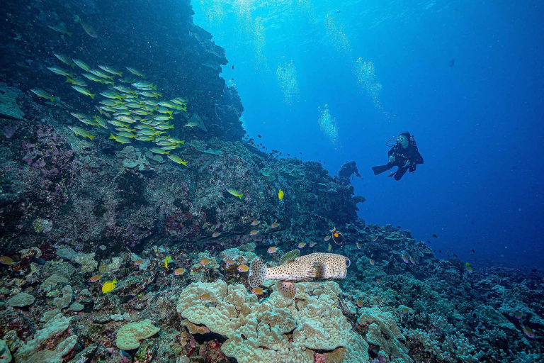 Goscubadivemaui Cathedral Dive Lanai Feature Coral