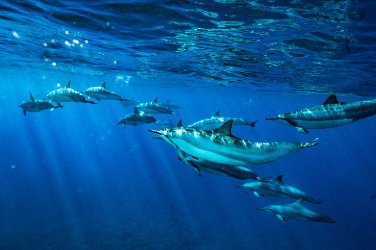 Goscubadivemaui Cathedral Dive Lanai Feature Dolphin