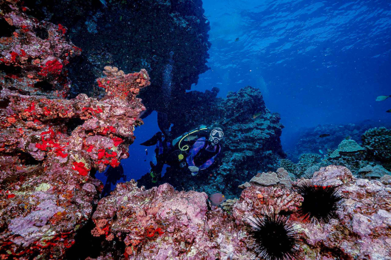 Goscubadivemaui Cathedral Dive Lanai Feature Lanai Second Cathedral Coral