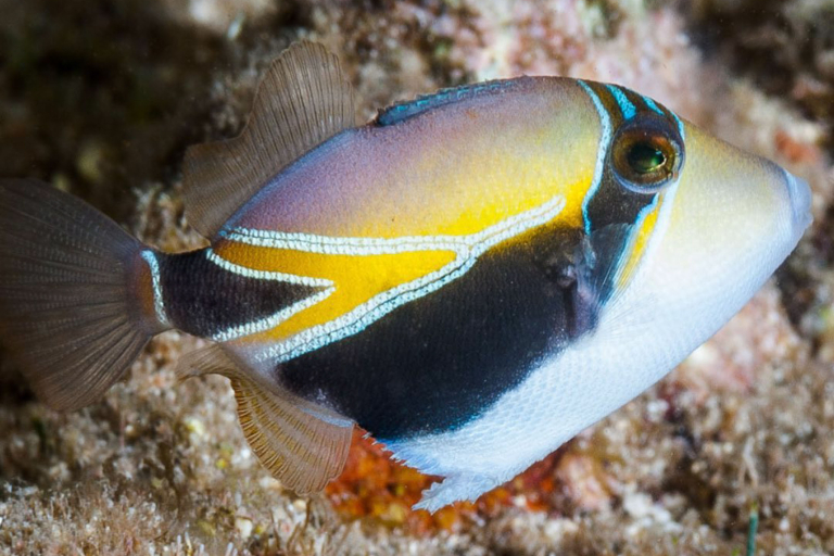 Goscubadivemaui Cathedral Dive Lanai Feature The Reef Triggerfish
