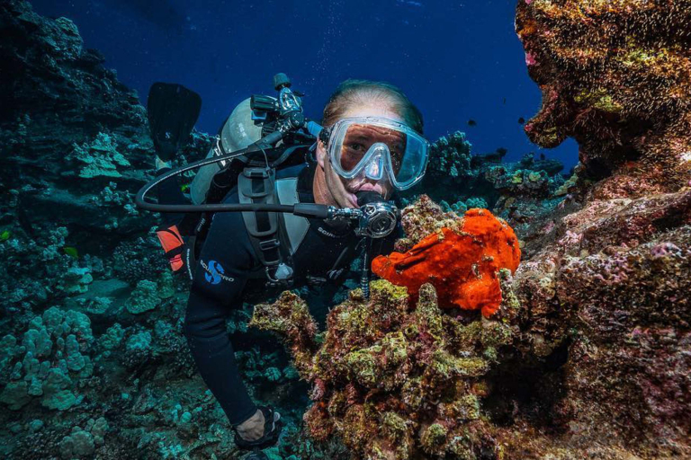 Goscubadivemaui Turtle And Shark Dive Feature Dive Coral