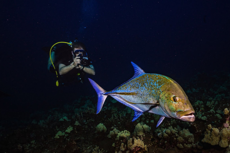 Goscubadivemaui Turtle And Shark Dive Feature Dive Fish
