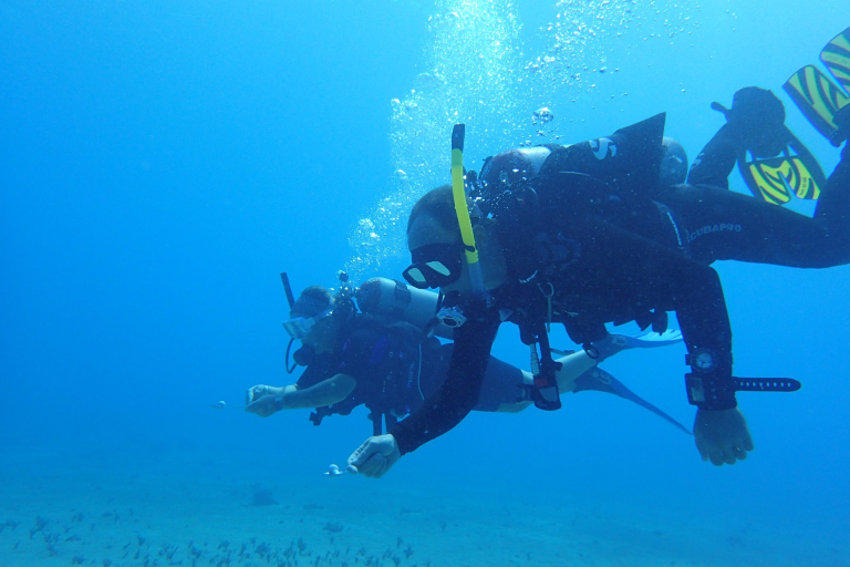 Goscubadivemaui Turtle And Shark Dive Feature Dive Guide