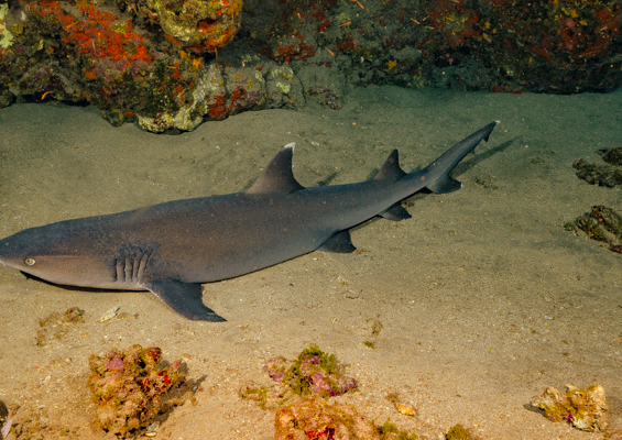 Goscubadivemaui Turtle And Shark Dive Slider Shark