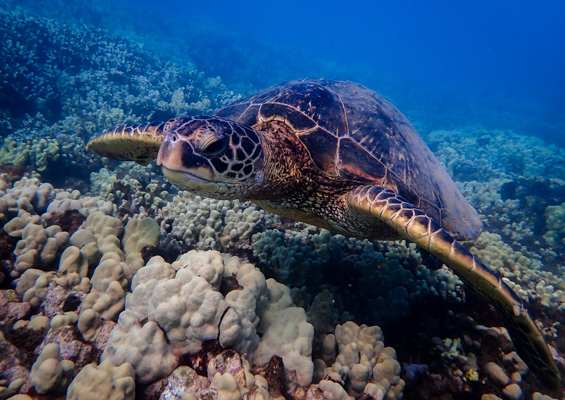 Goscubadivemaui Turtle And Shark Dive Slider Turtle