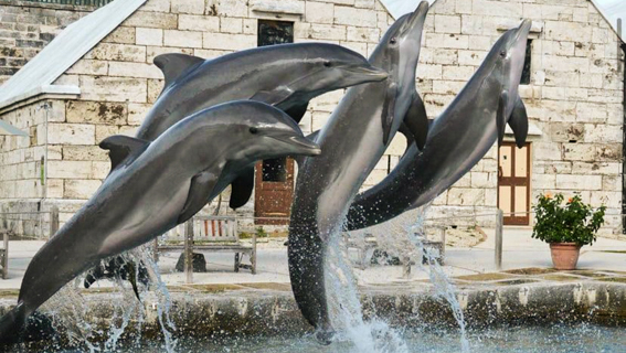Kahalaresort Kahala Hotel And Resort Feature Dolphin