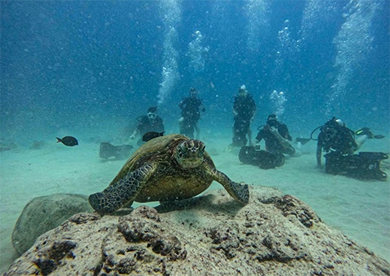 Tridentadventures Am Helicopter Jump Dive Or Snorkel Slider Turtle The Dive Beach