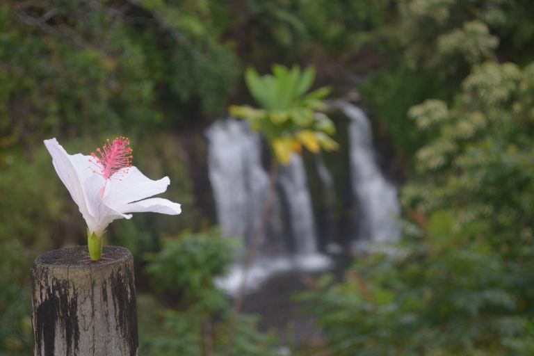 Ziplinetourshawaii Hike Private Waterfalls Local Plant