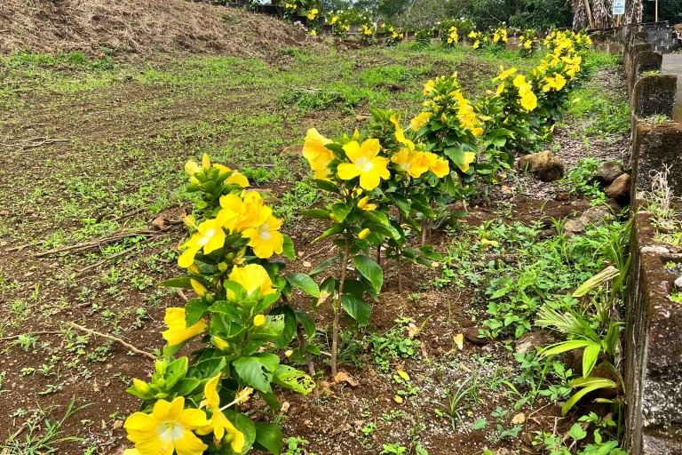 Ziplinetourshawaii Hike Private Waterfalls Local Plant Yellow