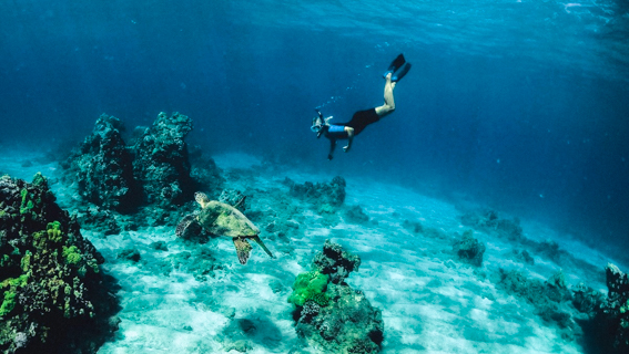 Aquaaston Aqua Aloha Surf Waikiki Hotel Feature Snorkel Turtle