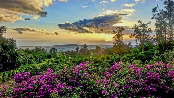 Mangosunset The Area
