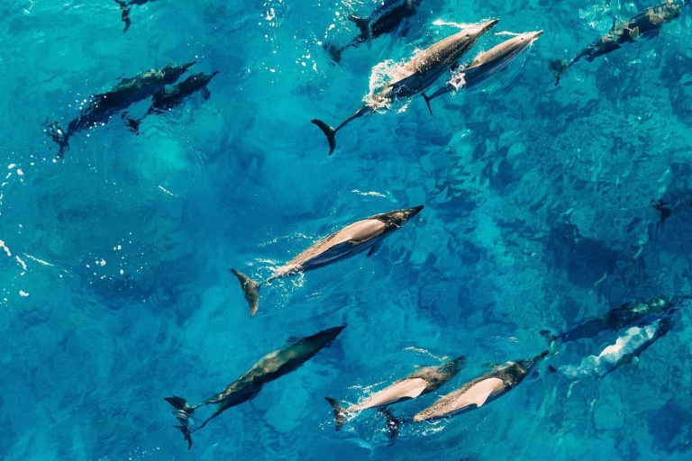Dolphinsandyou Dolphins And Turtles Up Close Tour Feature Paparazzi Dolphin Group