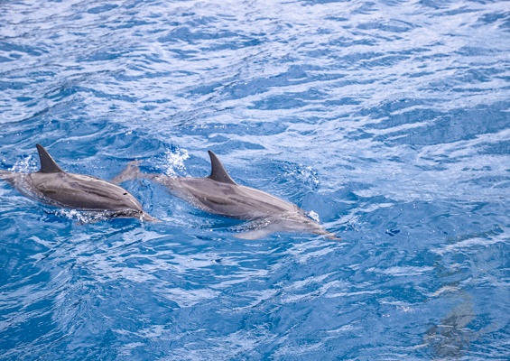 Dolphinsandyou Dolphins And Turtles Up Close Tour Slide Group Dolphin