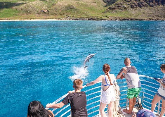 Dolphinsandyou Dolphins And Turtles Up Close Tour Slide Watching Dolphin