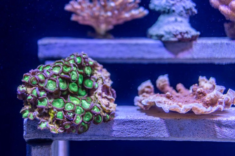Mauioceancenter Experience Maui Ocean Center Tour Feature Reef Exhibit Amazing