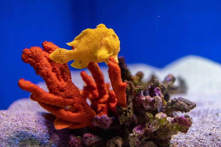 Mauioceancenter Experience Maui Ocean Center Tour Feature Reef Exhibit Fish