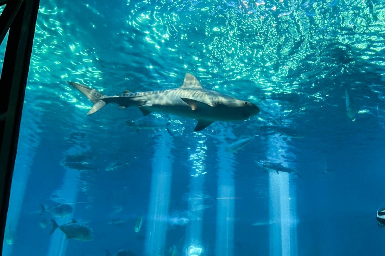 Mauioceancenter Experience Maui Ocean Center Tour Feature Relationship With Shark