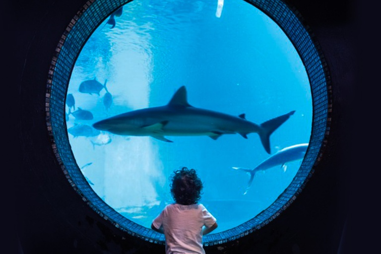 Mauioceancenter Experience Maui Ocean Center Tour Feature Relationship With Shark Kid