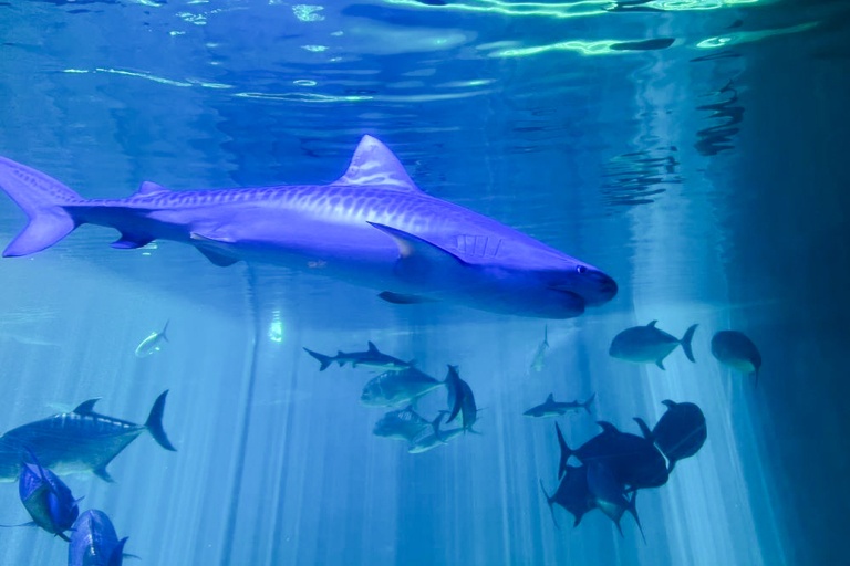 Mauioceancenter Experience Maui Ocean Center Tour Feature Relationship With Shark Nice