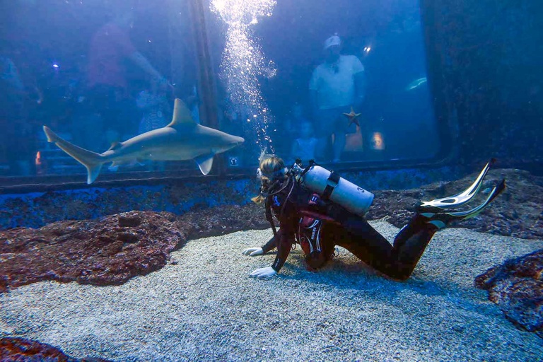 Mauioceancenter Experience Maui Ocean Center Tour Feature Shark Dive Maui