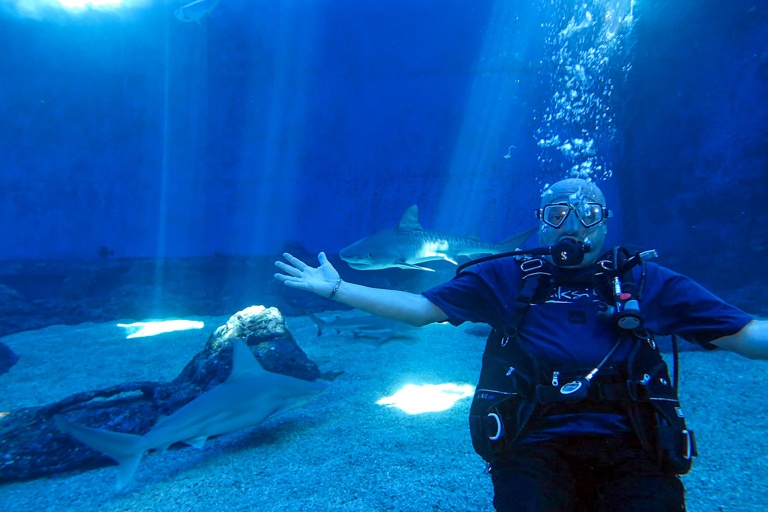 Mauioceancenter Experience Maui Ocean Center Tour Feature Shark Dive Maui Man Take Photo