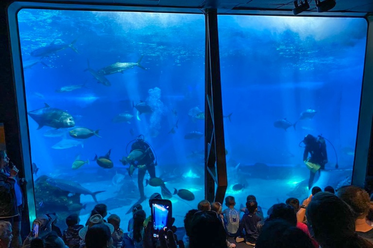 Mauioceancenter Experience Maui Ocean Center Tour Feature Shark Dive Maui People Watching