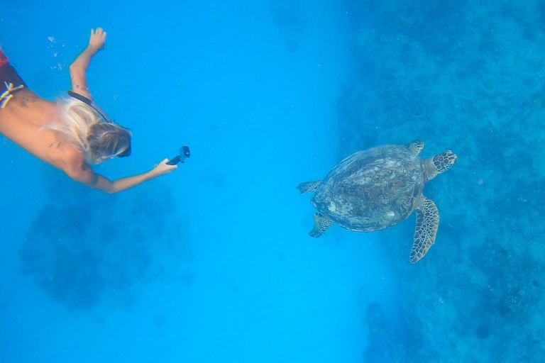 Sailandsnorkelwaikiki Waikiki Sail And Snorkel Tour Feature Snorkeling With Turtle