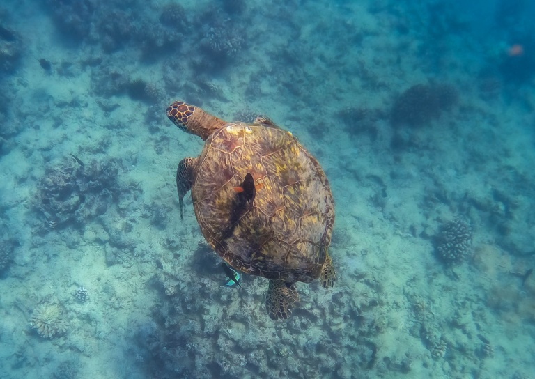 Sailandsnorkelwaikiki Waikiki Sail And Snorkel Tour Feature Swimming Turtle