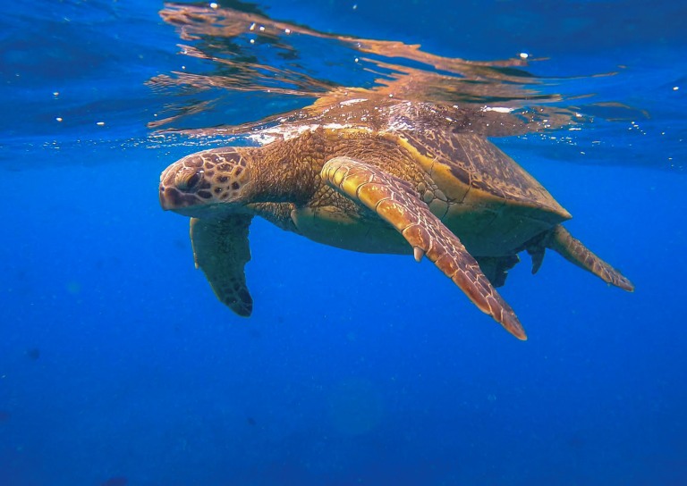 Sailandsnorkelwaikiki Waikiki Sail And Snorkel Tour Feature Turtle
