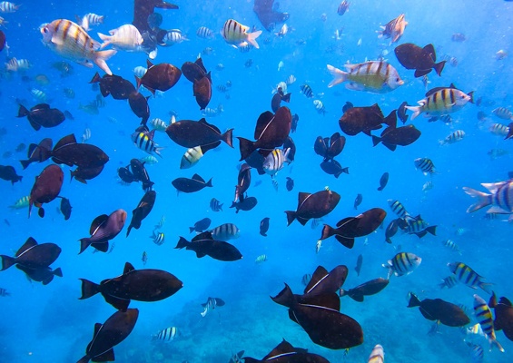 Sailandsnorkelwaikiki Waikiki Sail And Snorkel Tour Slide Fish