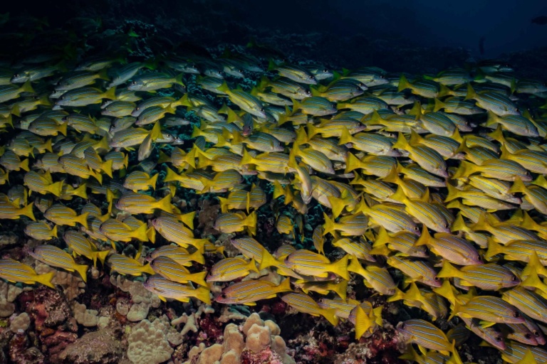 Goscubadivemaui Beginner Scuba Lessons On Maui Feature Scuba Dive Turtle