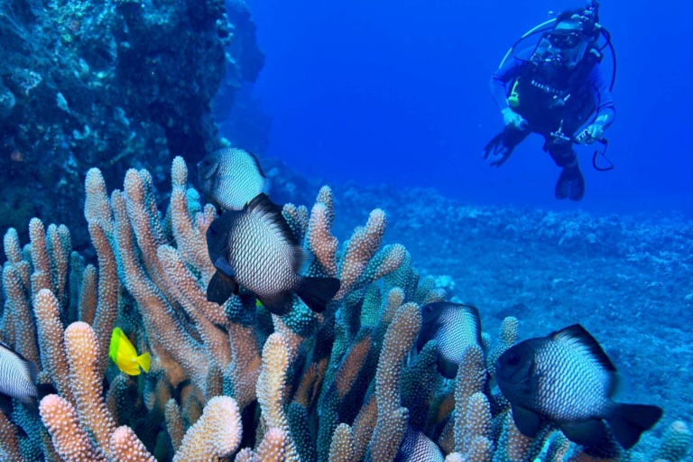 Goscubadivemaui Beginner Scuba Lessons On Maui Feature Scuba Dive With Reef
