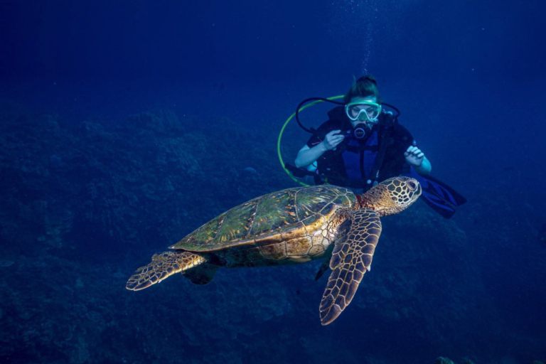 Goscubadivemaui Beginner Scuba Lessons On Maui Feature Turtle And Dive