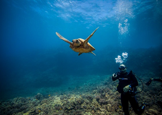 Goscubadivemaui Beginner Scuba Lessons On Maui Slider Scuba Dive Turtle