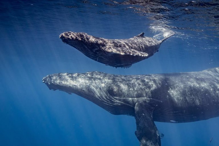 Sailandsnorkelwaikiki Waikiki Whale Watching Tour Feature Ocean Symphony