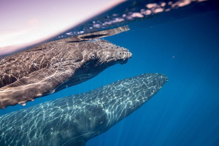 Sailandsnorkelwaikiki Waikiki Whale Watching Tour Feature Ocean Whale