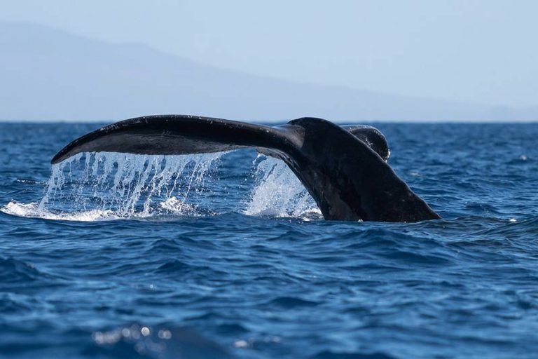 Sailandsnorkelwaikiki Waikiki Whale Watching Tour Feature Whale Tail