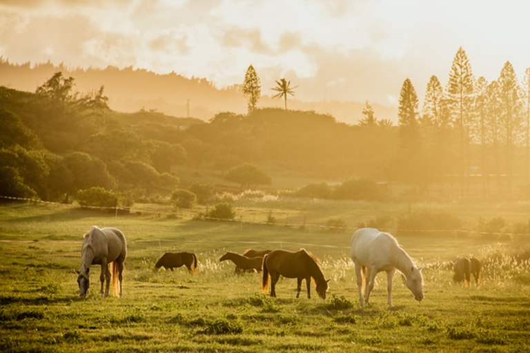 Gunstockranch Horseback Riding Tour Feature Horse In Nature