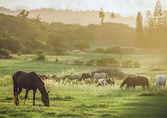 Gunstockranch Horseback Riding Tour Slide Farm