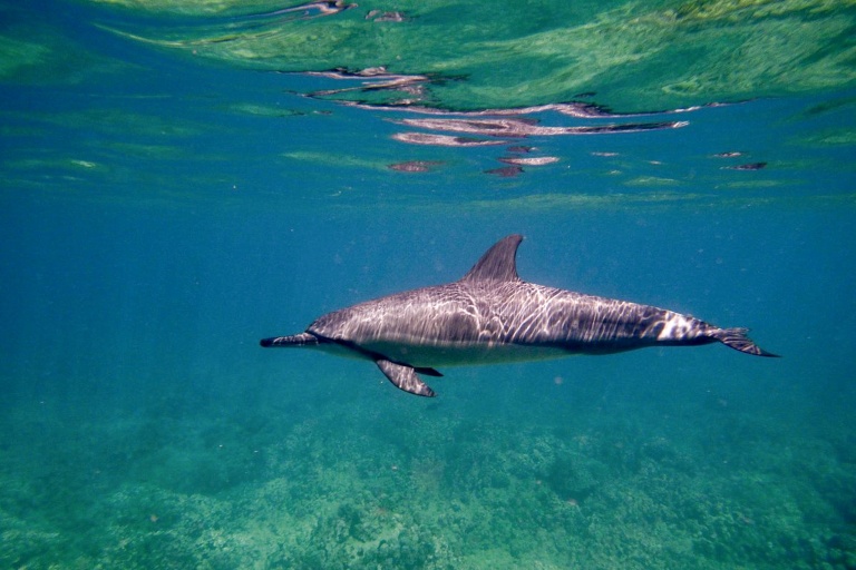 Hawaiiankineadventures See The Whales At Sunset Feature Amazing Dolphin