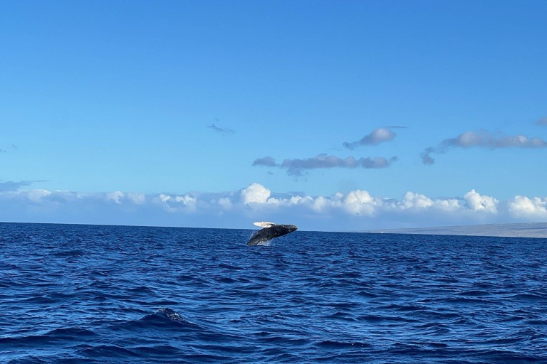 Hawaiiankineadventures See The Whales At Sunset Feature Migrating Whale