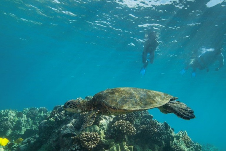 Hawaiiankineadventures See The Whales At Sunset Feature Ocean Turtle