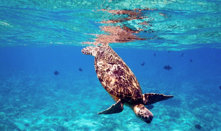 Hawaiiankineadventures See The Whales At Sunset Feature Swimming Turtle