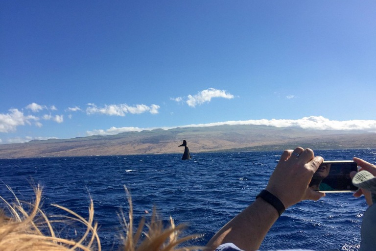 Hawaiiankineadventures See The Whales At Sunset Feature Take Photo Of Sea Life
