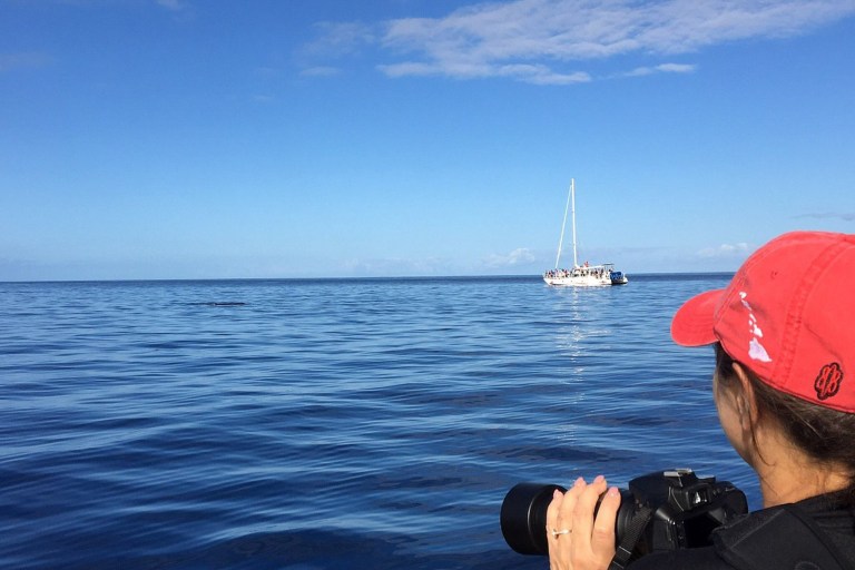 Hawaiiankineadventures See The Whales At Sunset Feature Take Whale Photo