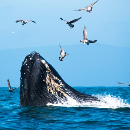 Hawaiiankineadventures See The Whales At Sunset Product