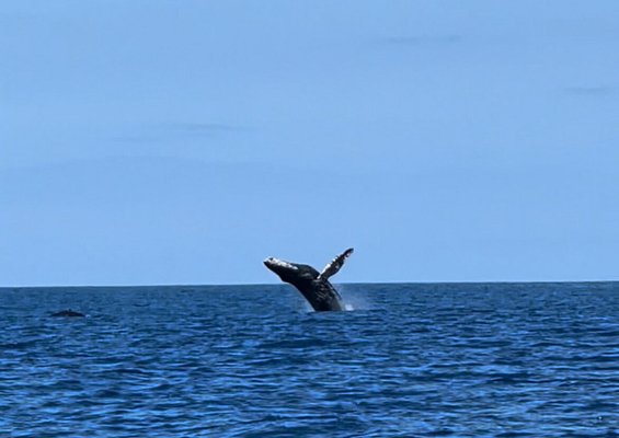 Hawaiiankineadventures See The Whales At Sunset Slide Humback Whale
